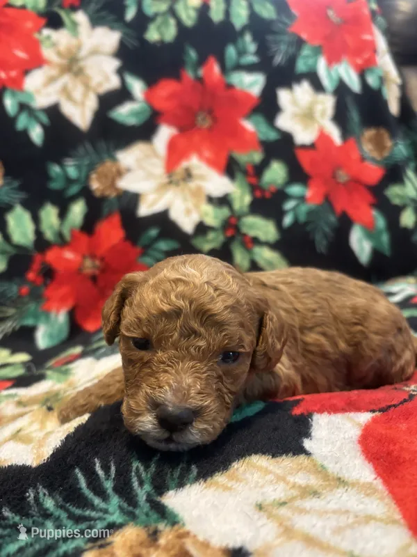 Coco – Poodle - Toy  puppy for sale in Hubert, NC