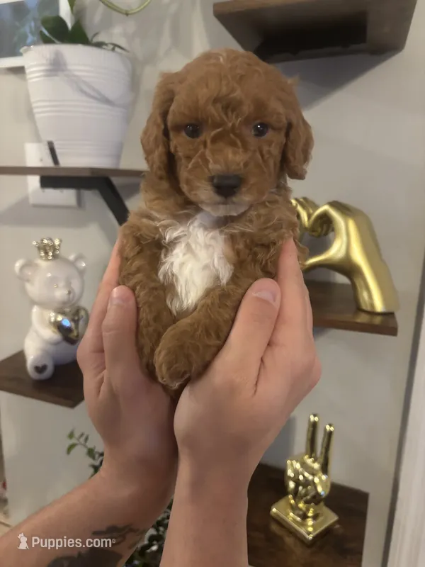 Coco – Poodle - Toy  puppy for sale in Hubert, NC