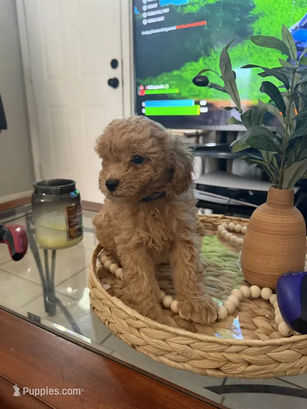 Bluey – Poodle - Toy  puppy for sale in Hubert, NC