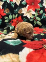 Nicole , a female Poodle - Toy  for sale in Hubert, NC – 7 of 7