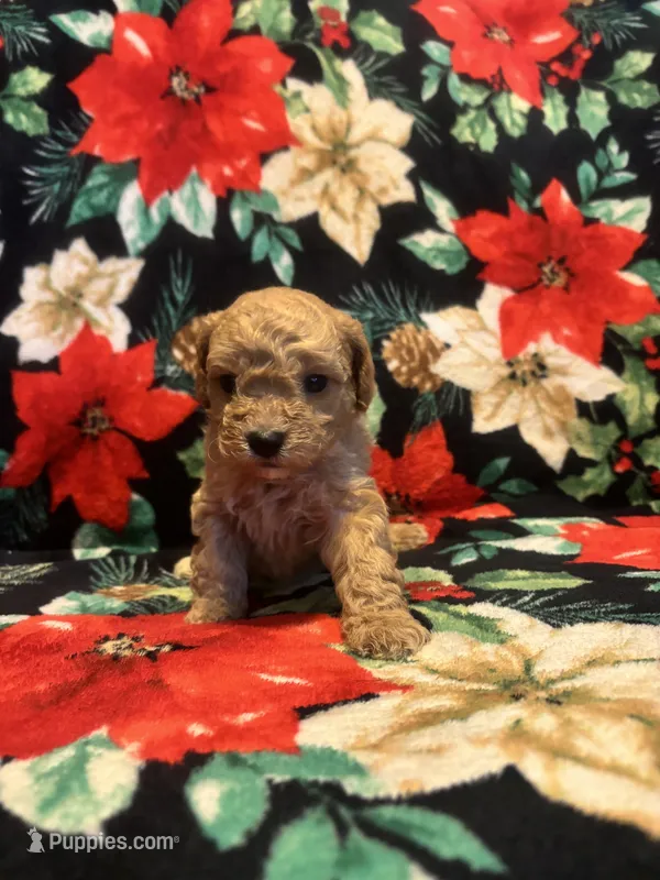 Bluey – Poodle - Toy  puppy for sale in Hubert, NC