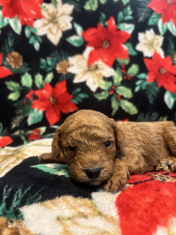 Hunter – Poodle - Toy  puppy for sale in Hubert, NC