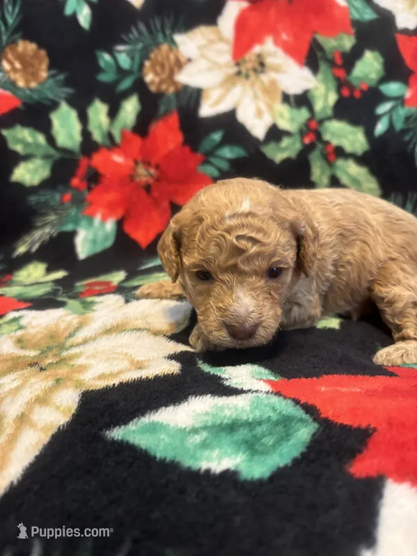 Nicole  – Poodle - Toy  puppy for sale in Hubert, NC