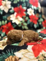Coco, a male Poodle - Toy  for sale in Hubert, NC – 2 of 7