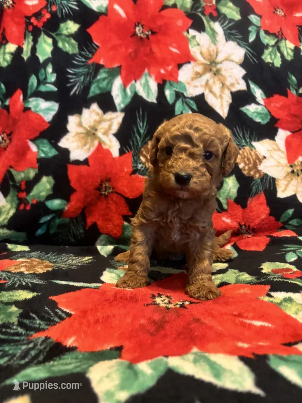 Hunter – Poodle - Toy  puppy for sale in Hubert, NC