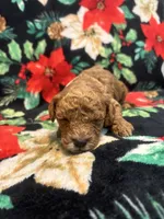 Coco, a male Poodle - Toy  for sale in Hubert, NC – 4 of 7