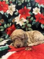 Bucky, a male Poodle - Toy  for sale in Hubert, NC – 5 of 8