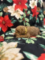 Hunter, a male Poodle - Toy  for sale in Hubert, NC – 2 of 7