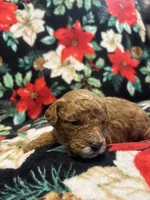 Coco, a male Poodle - Toy  for sale in Hubert, NC – 6 of 7