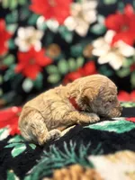 Bucky, a male Poodle - Toy  for sale in Hubert, NC – 6 of 8