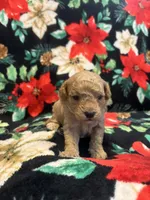 Bluey, a male Poodle - Toy  for sale in Hubert, NC – 3 of 7