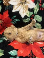 Bluey, a male Poodle - Toy  for sale in Hubert, NC – 6 of 7