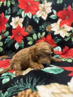 Hunter, a male Poodle - Toy  for sale in Hubert, NC – 6 of 7