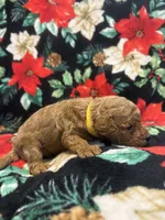 Hunter, a male Poodle - Toy  for sale in Hubert, NC – 5 of 7