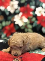 Bluey, a male Poodle - Toy  for sale in Hubert, NC – 5 of 7