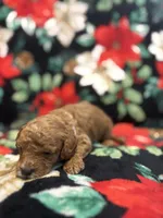Coco, a male Poodle - Toy  for sale in Hubert, NC – 5 of 7