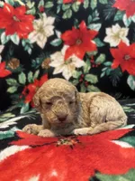 Bucky, a male Poodle - Toy  for sale in Hubert, NC – 7 of 8