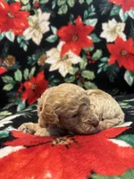 Bucky, a male Poodle - Toy  for sale in Hubert, NC – 8 of 8
