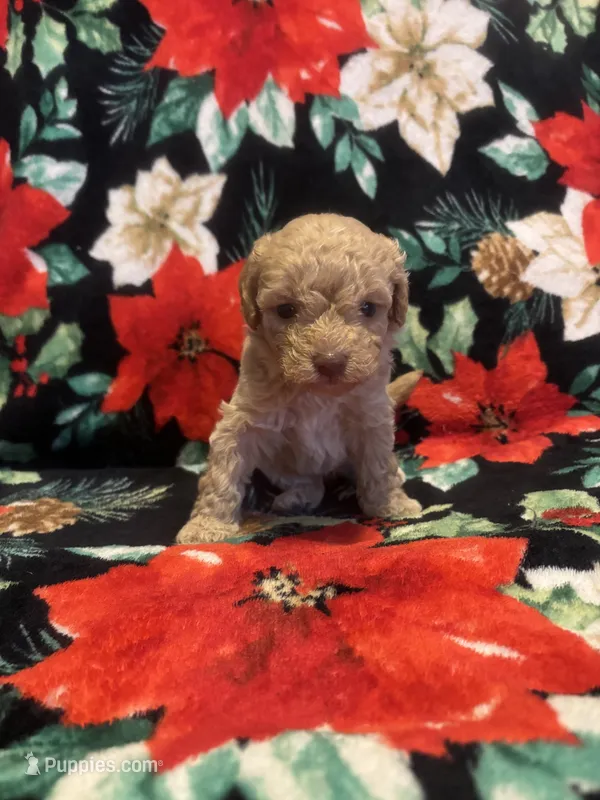 Bucky – Poodle - Toy  puppy for sale in Hubert, NC