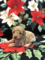 Bucky, a male Poodle - Toy  for sale in Hubert, NC – 2 of 8