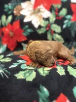 Hunter, a male Poodle - Toy  for sale in Hubert, NC – 3 of 7
