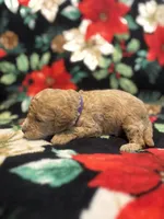 Nicole , a female Poodle - Toy  for sale in Hubert, NC – 2 of 7