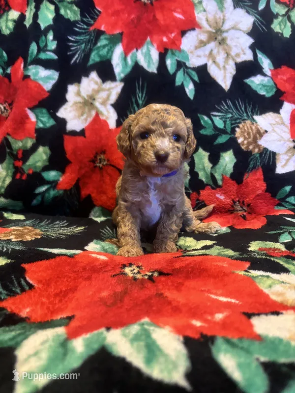 Nicole  – Poodle - Toy  puppy for sale in Hubert, NC