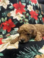 Coco, a male Poodle - Toy  for sale in Hubert, NC – 7 of 7
