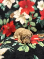Bucky, a male Poodle - Toy  for sale in Hubert, NC – 3 of 8
