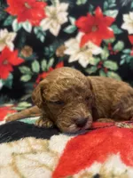 Coco, a male Poodle - Toy  for sale in Hubert, NC – 3 of 7