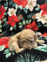 Bucky, a male Poodle - Toy  for sale in Hubert, NC – 4 of 8