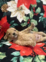 Bluey, a male Poodle - Toy  for sale in Hubert, NC – 4 of 7