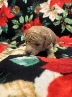 Nicole , a female Poodle - Toy  for sale in Hubert, NC – 5 of 7