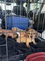 Hazel , a female Miniature Dachshund for sale in Santa Barbara, CA – 5 of 6