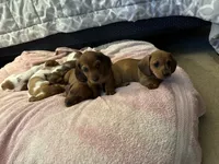 Hazel , a female Miniature Dachshund for sale in Santa Barbara, CA – 4 of 6
