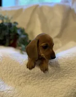 Hazel , a female Miniature Dachshund for sale in Santa Barbara, CA – 2 of 6