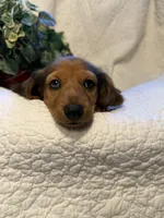 Kona , a male Miniature Dachshund for sale in Santa Barbara, CA – 3 of 6