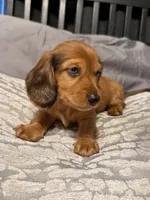 Kona , a male Miniature Dachshund for sale in Santa Barbara, CA – 6 of 6