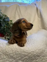 Kona , a male Miniature Dachshund for sale in Santa Barbara, CA – 5 of 6