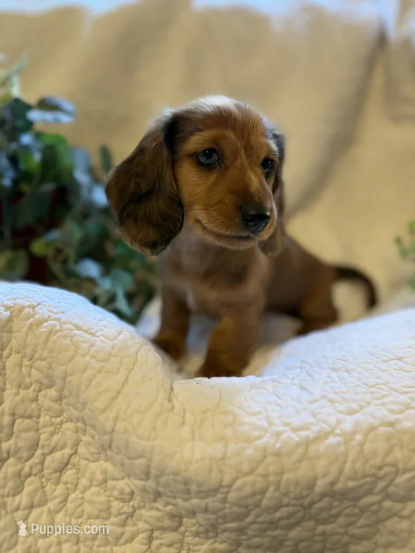 Kona  – Miniature Dachshund puppy for sale in Santa Barbara, CA