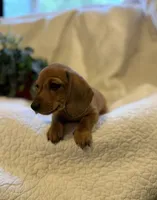 Hazel , a female Miniature Dachshund for sale in Santa Barbara, CA – 3 of 6