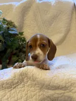 Latte, a female Miniature Dachshund for sale in Santa Barbara, CA – 6 of 9