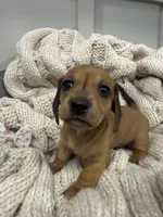 Hazel , a female Miniature Dachshund for sale in Santa Barbara, CA – 6 of 6