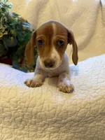 Latte, a female Miniature Dachshund for sale in Santa Barbara, CA – 3 of 9