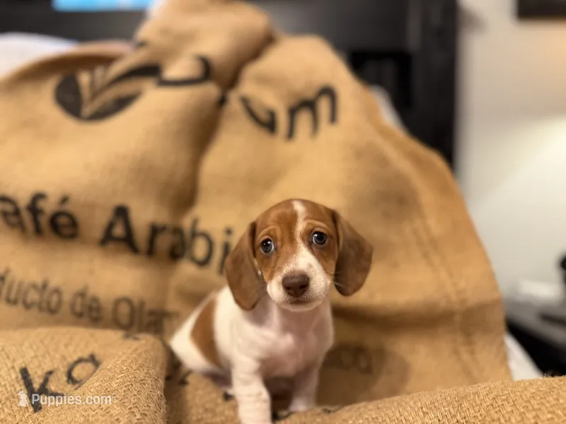 Latte – Miniature Dachshund puppy for sale in Santa Barbara, CA
