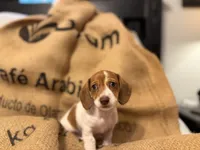 Latte, a female Miniature Dachshund for sale in Santa Barbara, CA – 1 of 9