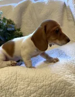 Latte, a female Miniature Dachshund for sale in Santa Barbara, CA – 9 of 9