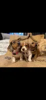 Latte, a female Miniature Dachshund for sale in Santa Barbara, CA – 7 of 9