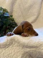 Latte, a female Miniature Dachshund for sale in Santa Barbara, CA – 5 of 9