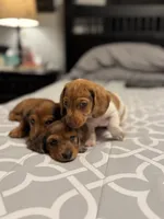 Kona , a male Miniature Dachshund for sale in Santa Barbara, CA – 4 of 6